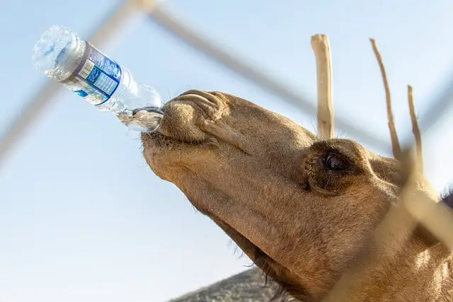 camello bebe agua de una botella