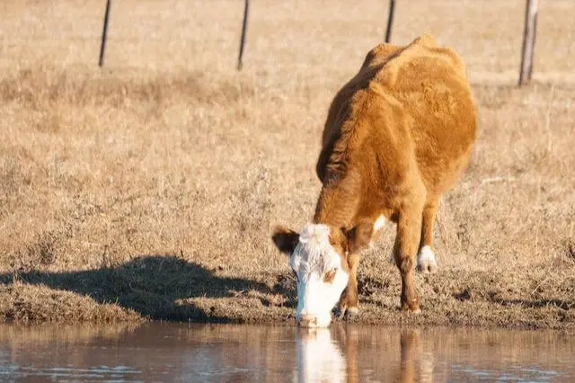 vaca marrón bebe agua en la naturaleza