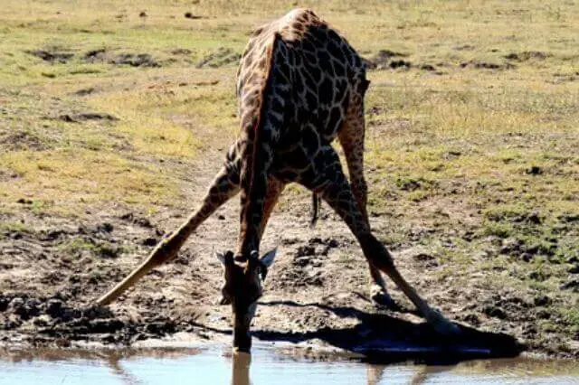 la jirafa bebe agua torpemente 