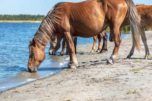 dos caballos marrones beben agua en la orilla