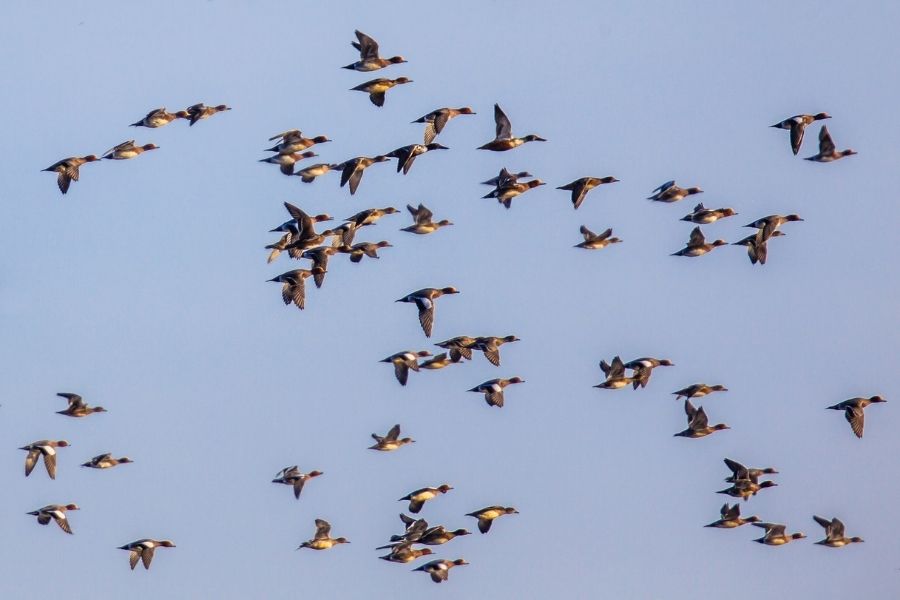 Migración de pato