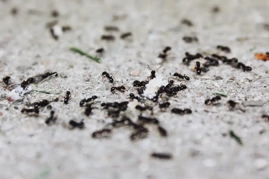 hormigas del ejercito
