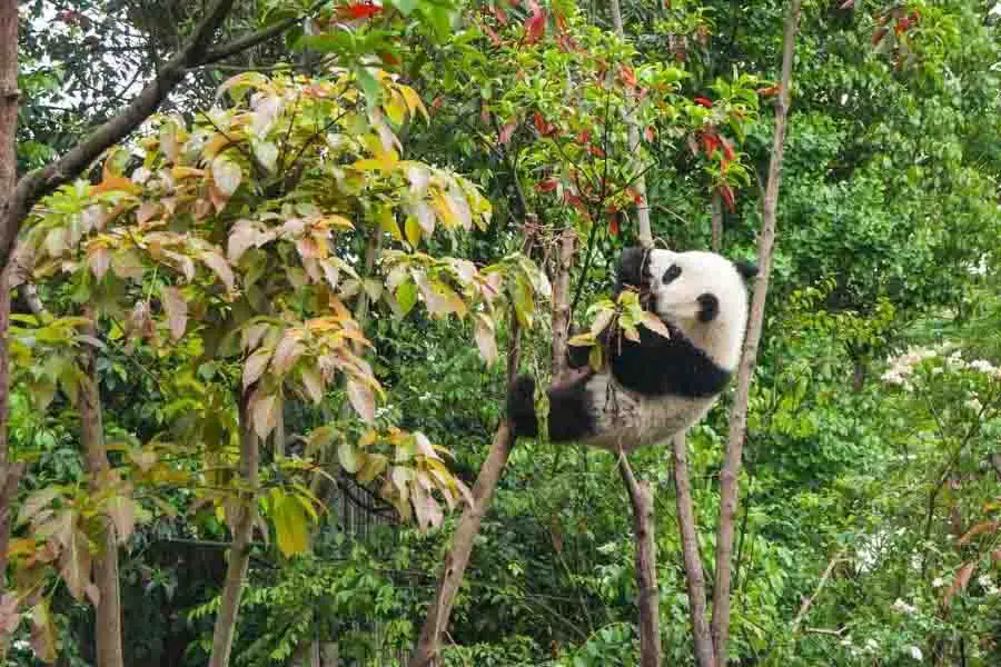 oso panda comiendo en un árbol