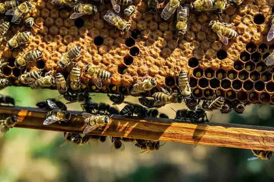 apiario y abejas obreras