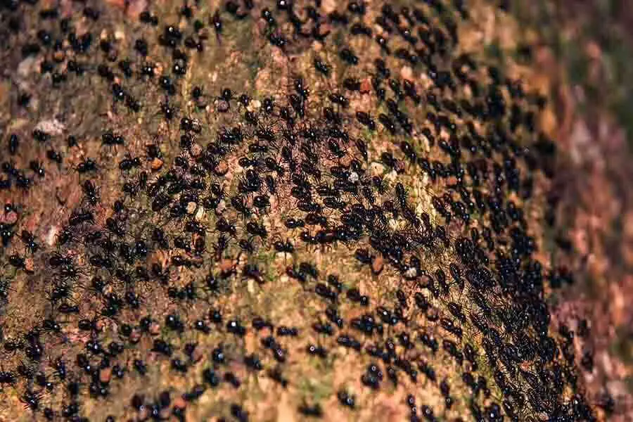 gran colonia de hormigas