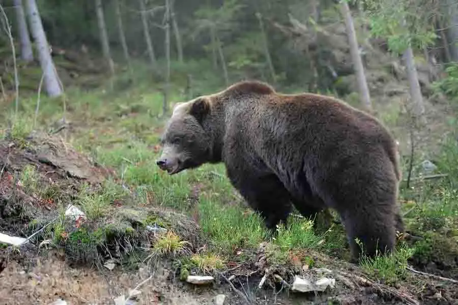oso pardo mostrando cola corta