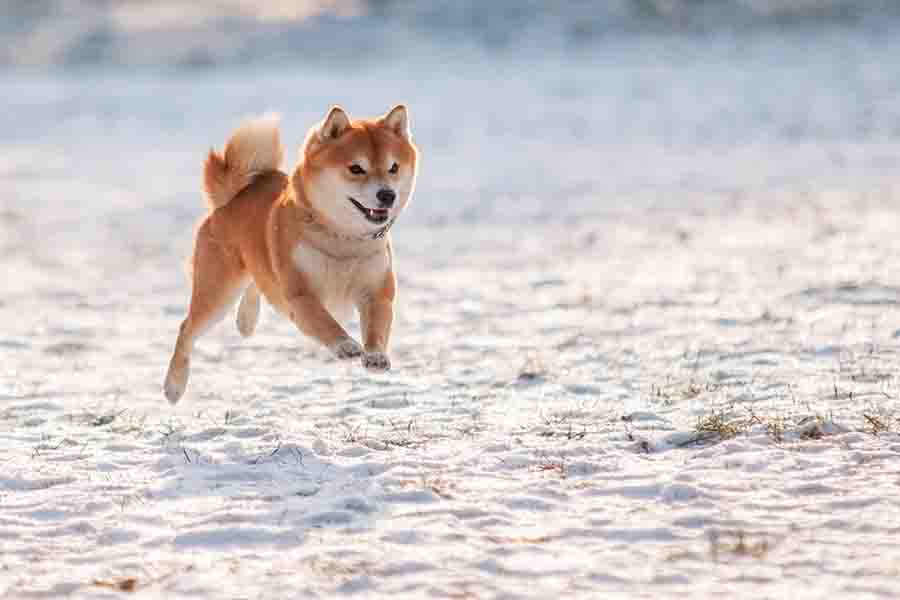 Perro saltado shiba inu en la nieve