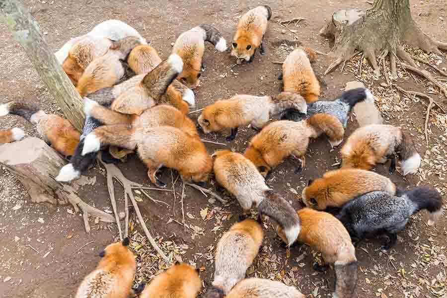 Grupo de alimentación de zorro rojo.