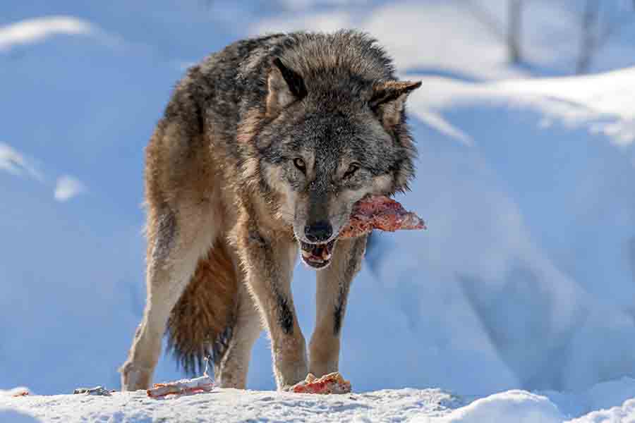 lobo-gris--come-carne-en-el-invierno