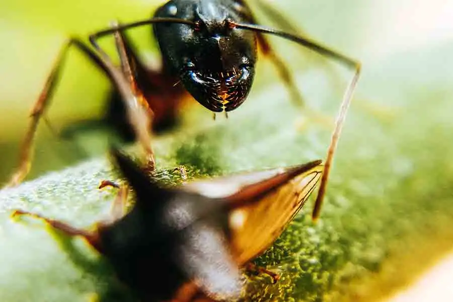 mandíbulas de hormiga comiendo