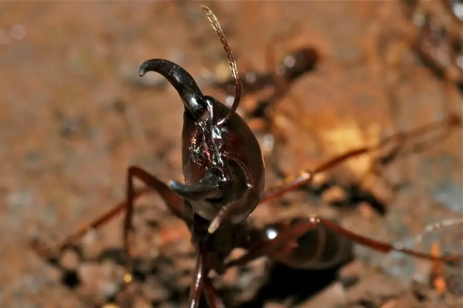 hormiga conductora dorylus
