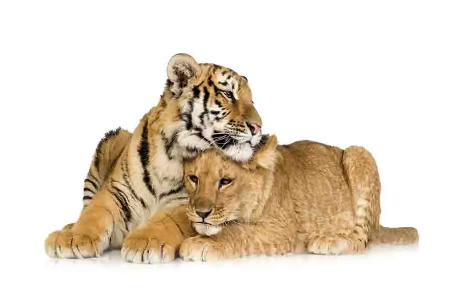 Cachorro de león y cachorro de tigre