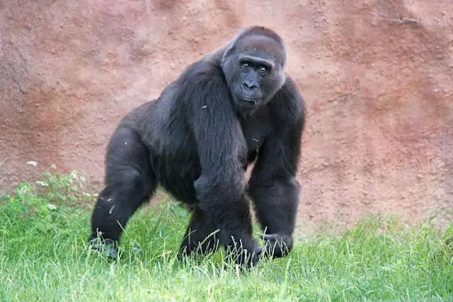 gorila caminando sobre la hierba