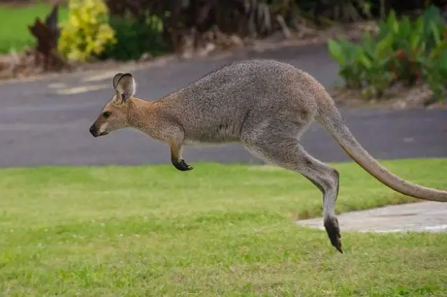 wallaby saltando en un campo verde