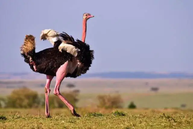 avestruz largo y de patas fuertes en el desierto