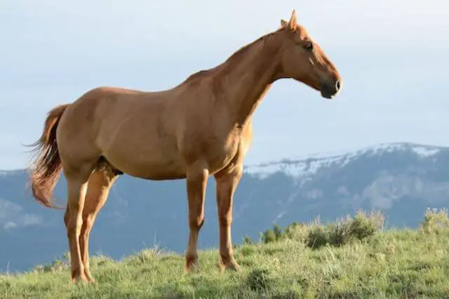 caballo marrón sobre hierba verde