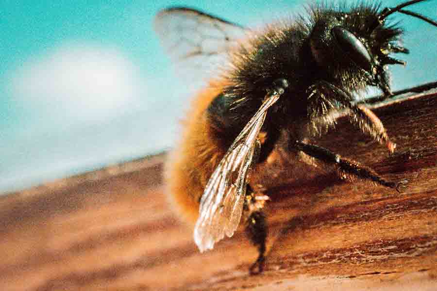 primer plano de abeja