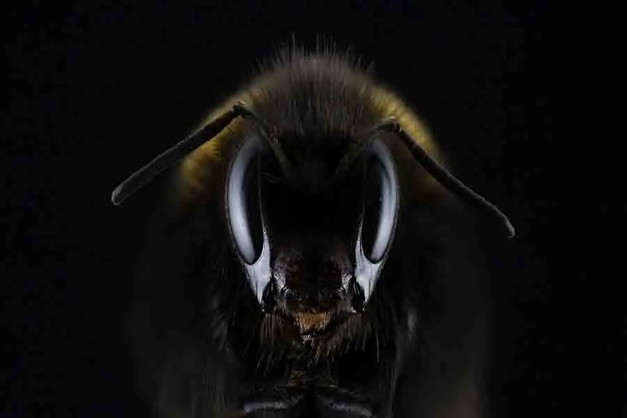 vista de cerca de ojos de abeja
