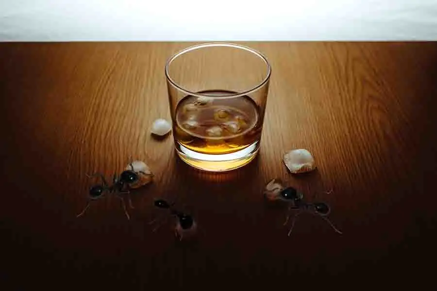 hormigas y alcohol
