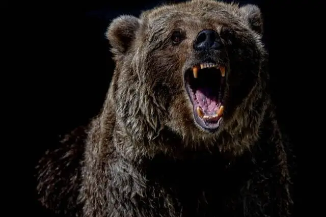 oso pardo de aspecto peligroso enseñando los dientes