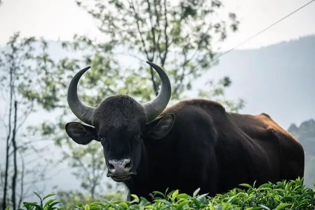 foto de primer plano de gaur con cuernos grandes