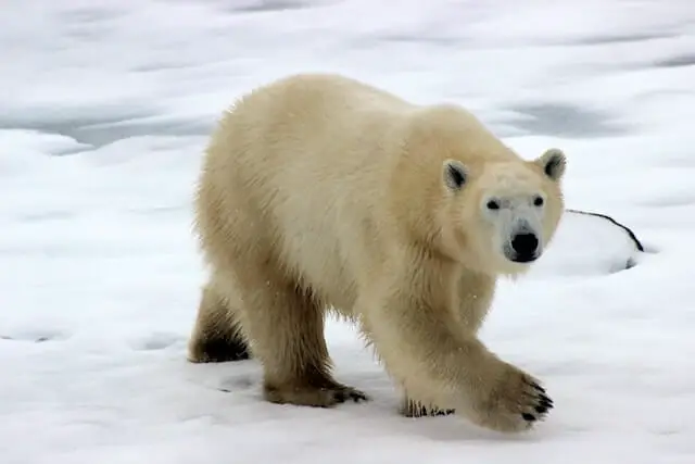 gran oso polar caminando sobre hielo