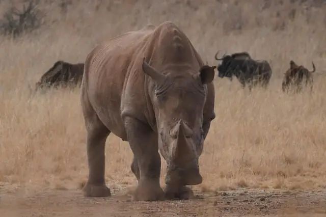 rinoceronte marrón en el campo