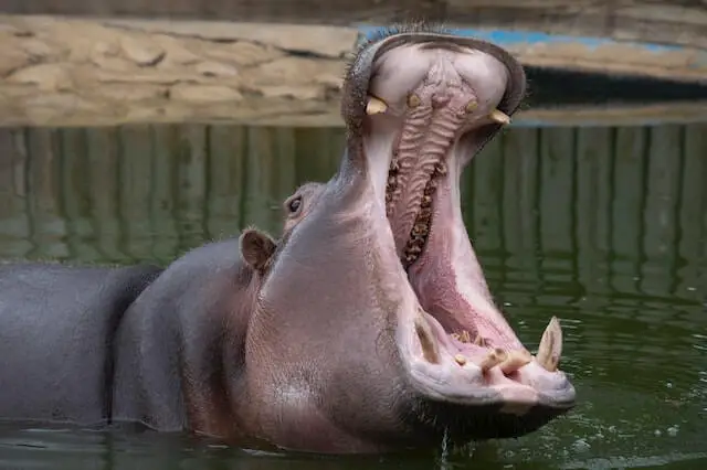 hipopótamo en el agua con la boca abierta