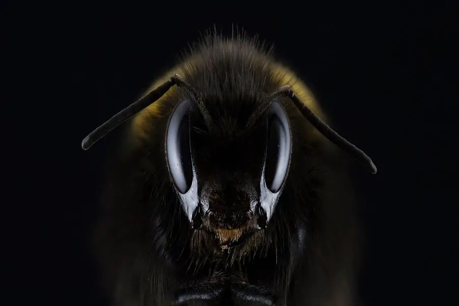 mandíbula de abeja de cerca