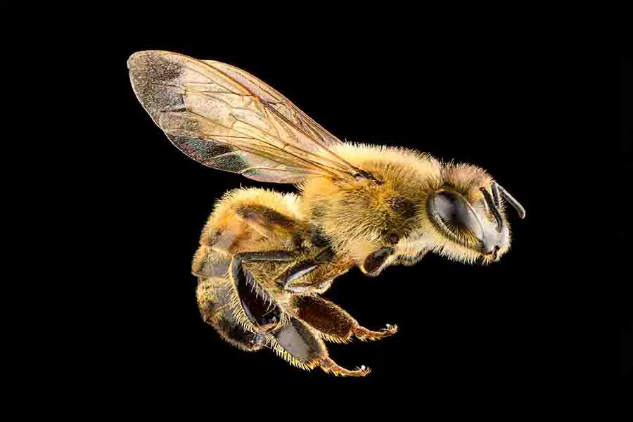 aguijón de abeja
