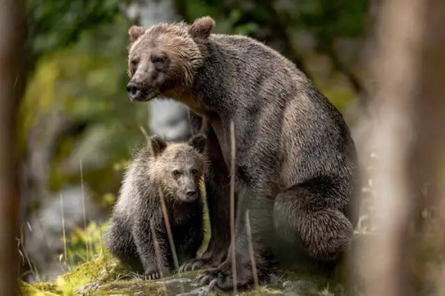 madre oso grizzly con su cachorro