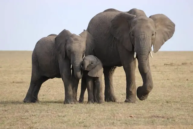 tres elefantes sobre hierba gris