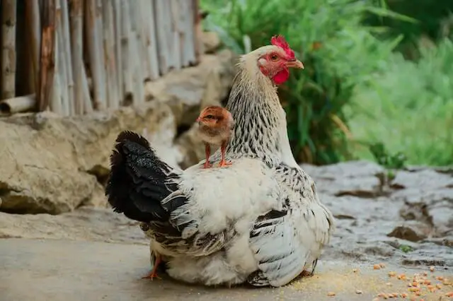 gallina con su pollito en la espalda