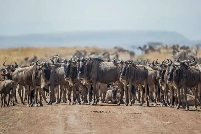gran manada de ñus en la naturaleza