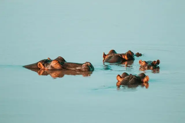 grupo de hipopótamos nadando en el agua