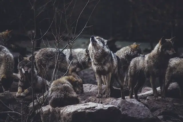 formación de manada de lobos en roca