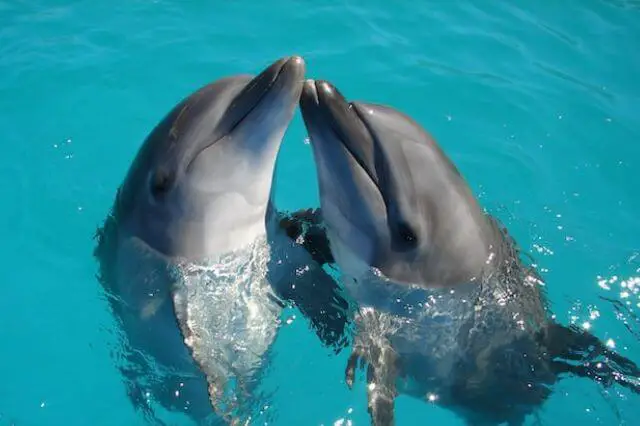 dos delfines abrazados en el agua