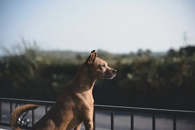 perro marrón en posición de guardia