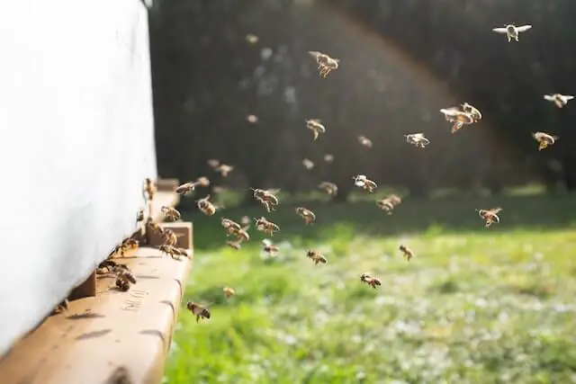 enjambre de abejas trabajando