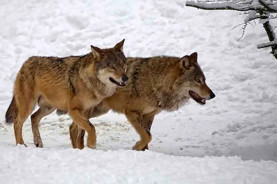 lobos en invierno