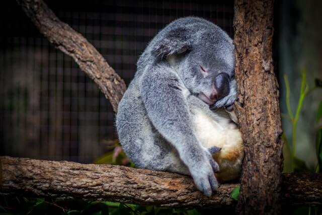 koala durmiendo contra un árbol