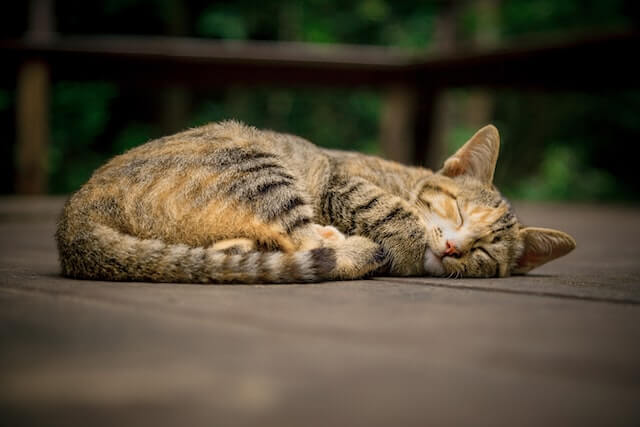 gato durmiendo en un piso de madera