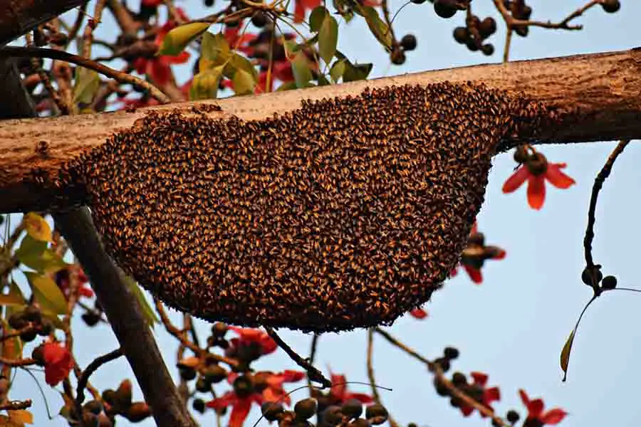 colmena de abejas en un árbol