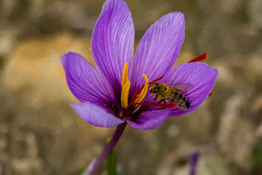 Miel de abeja en flor de azafrán.  Crocus sativus plan púrpura floreciente