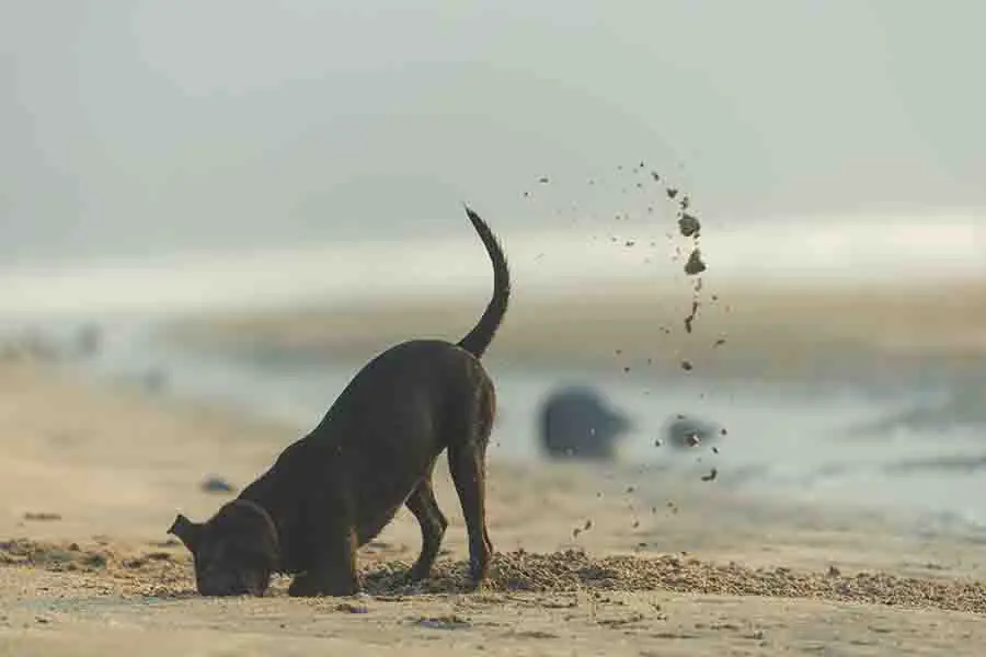 Perro cavando arena en la playa