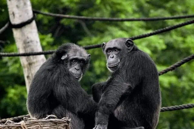 dos chimpancés cerca uno del otro