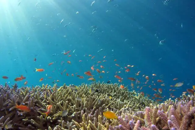 escuela de coloridos peces de arrecife de coral