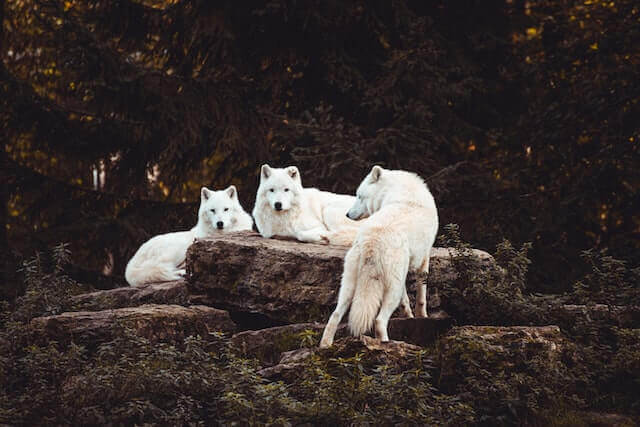 una manada de tres lobos blancos