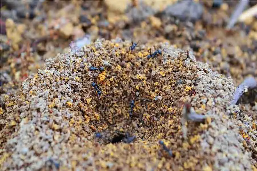 nido de hormigas negras