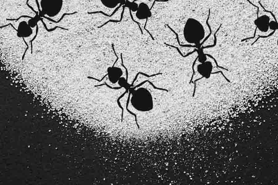 hormigas y bicarbonato de sodio